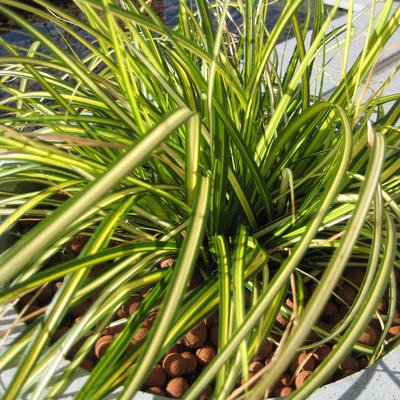 Zegge - Carex oshimensis 'Eversheen'