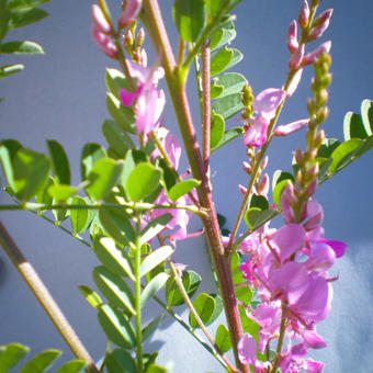 Indigofera heterantha