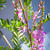 Indigofera heterantha