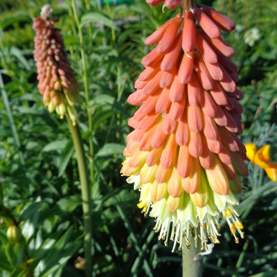 Kniphofia uvaria - Vuurpijl of de fakkellelie