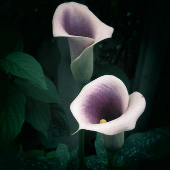 Zantedeschia