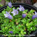 Campanula chamissonis 'Dvonek' - Klokjesbloem