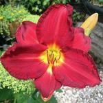 Hemerocallis 'Scarlet Orbit' - Daglelie, Eéndagsbloem