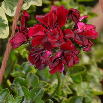 Pelargonium peltatum 'Royal Night'