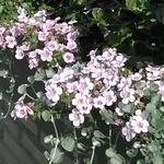 Sutera cordata SCOPIA 'Great Pink Beauty' - Bacopa