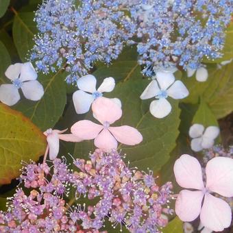 Hydrangea serrata 'Bluebird'