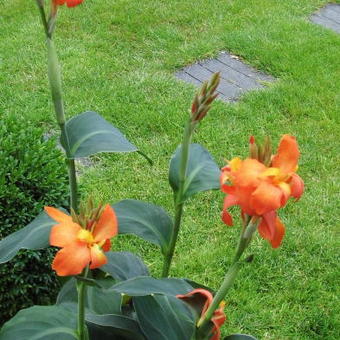 Canna x generalis 'Kreta'