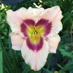 Hemerocallis 'Wineberry Candy' - Daglelie