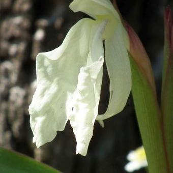 Roscoea x beesiana