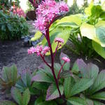 Rodgersia aesculifolia var. henrici 'Cherry Blush' - Kijkblad, Schout bij Nacht