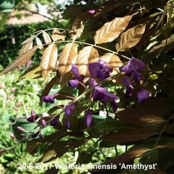 Wisteria sinensis 'Amethyst'