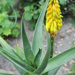 Aloe striatula - Aloe