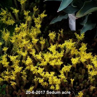 Sedum acre