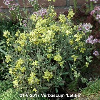 Verbascum 'Letitia'