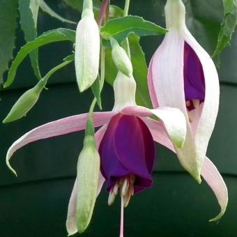 Fuchsia 'Windhapper'