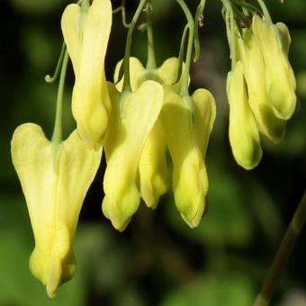 Dicentra macrocapnos