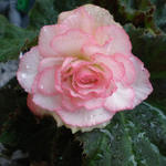 Begonia grandiflorum 'Picotee White Red' - Begonia