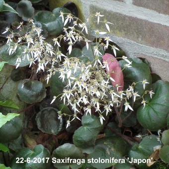 Saxifraga stolonifera 'Japon'