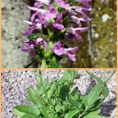 Andoorn - Stachys officinalis