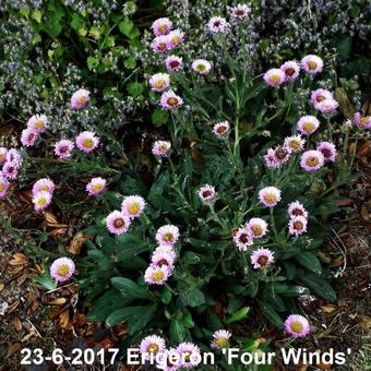 Erigeron 'Four Winds'