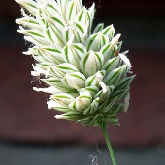 Phalaris canariensis