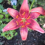 Lilium 'Whistler' - Aziatische lelie