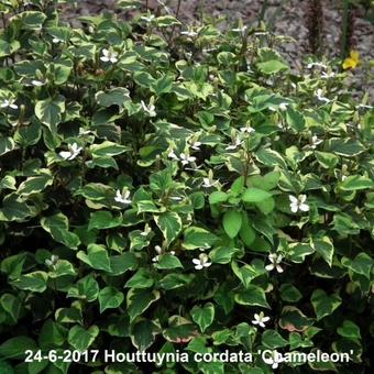 Houttuynia cordata 'Chameleon'