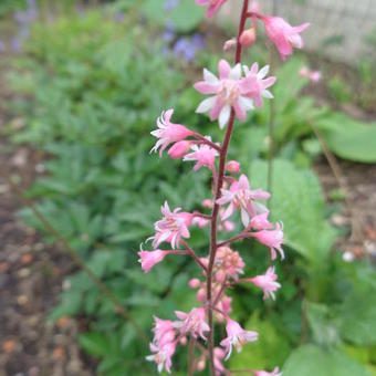 X Heucherella alba 'Bridget Bloom'