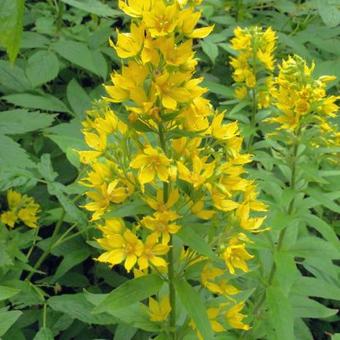 Lysimachia punctata