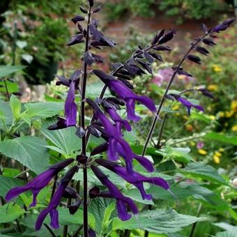 Salvia 'Amistad'