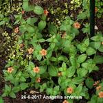 Anagallis arvensis - Gewone guichelheil