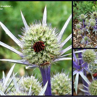 Eryngium bourgatii