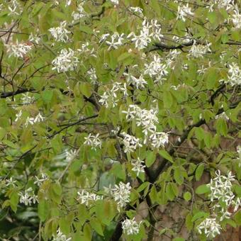 Amelanchier canadensis