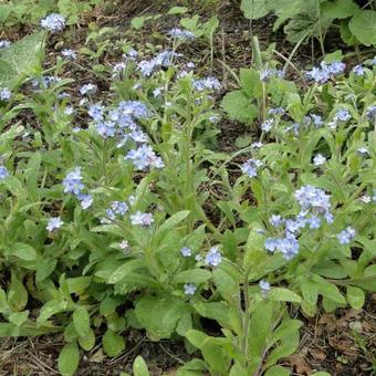 Myosotis sylvatica