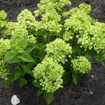 Hydrangea paniculata 'Jane' - Pluimhortensia