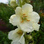 Verbascum 'Governor George Aiken' - Koningskaars