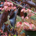 Euonymus grandiflorus 'Red Wine' - Kardinaalsmuts