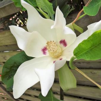 Magnolia macrophylla