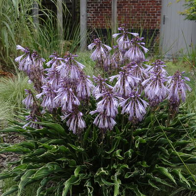 Hartlelie/Funkia - Hosta 'Praying Hands'