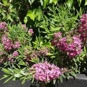 Kalmia  angustifolia ’Rubra’