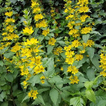 Lysimachia punctata