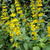 Lysimachia punctata