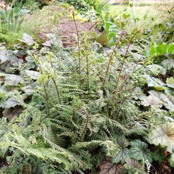 Athyrium 'Ocean's Fury'