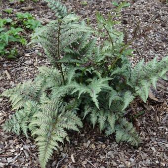 Athyrium niponicum var. pictum 'Red Beauty'