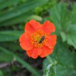 Geum coccineum 'Cooky' - Nagelkruid