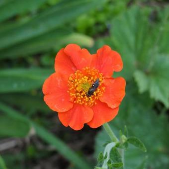 Geum coccineum 'Cooky'