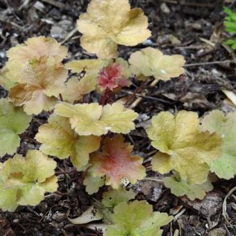 Heuchera 'Christa'