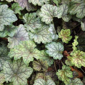 Heuchera 'Mystic Angel'