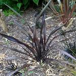 Phormium 'Dark Delight' - Nieuw Zeelands vlas