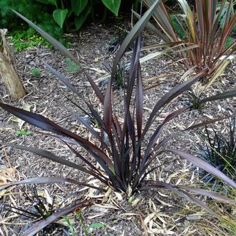 Phormium 'Dark Delight'